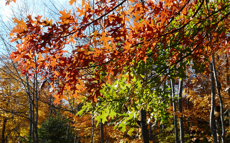 Fall Foliage